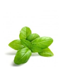 QUALITY HARVEST BASIL 25g