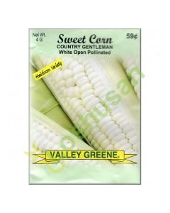 VALLEY GREENE SEEDS SWEET CORN WHITE 4g