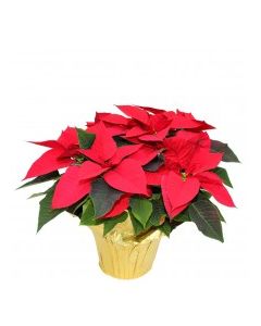 POINSETTIA 10in