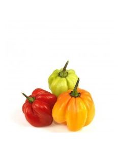 PEPPERS SCOTCH BONNET pk